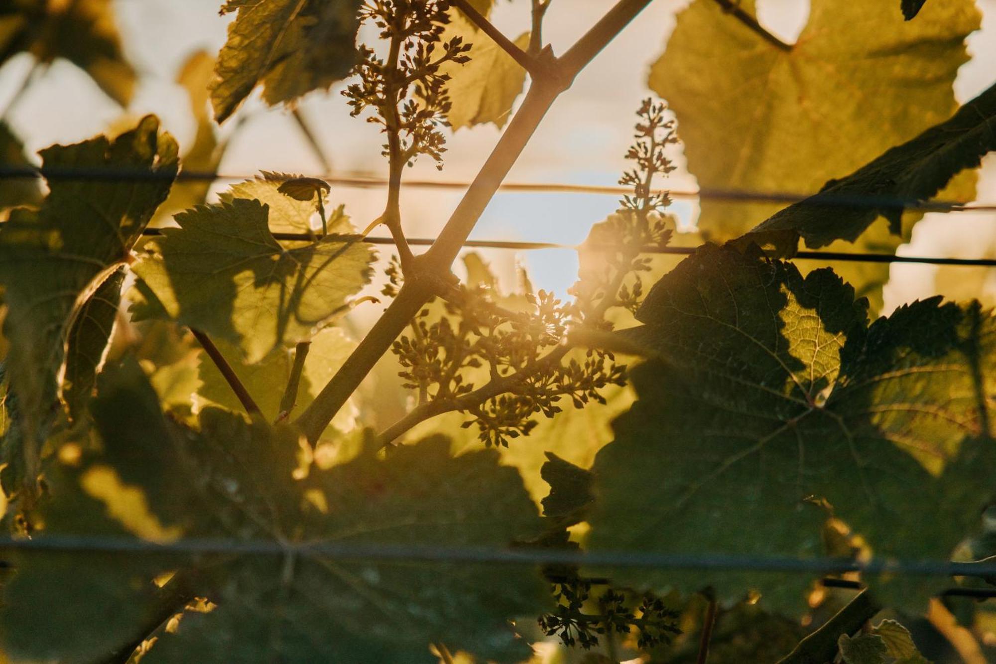 Villas & Vines Glamping เฮสติงส์ ภายนอก รูปภาพ